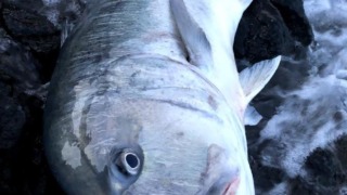 Thumbnail of post image 072