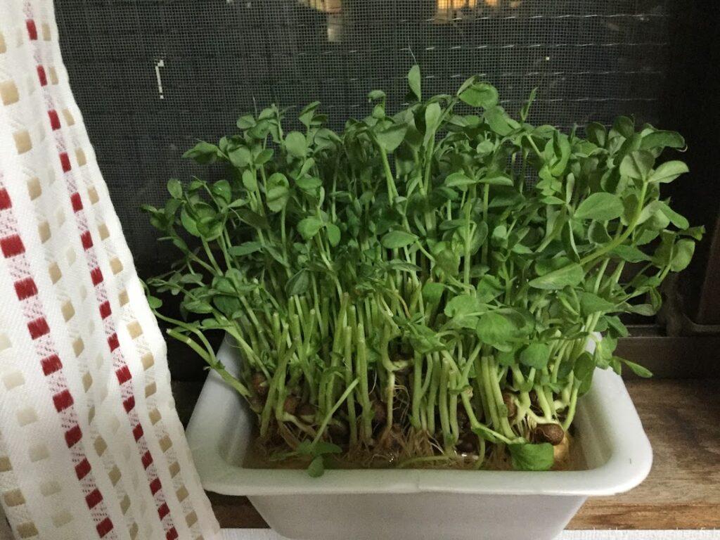 豆苗