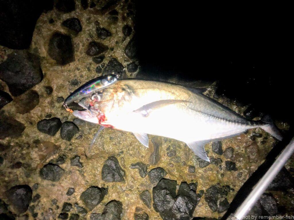 魚