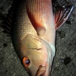 Thumbnail of post image 079