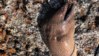 Thumbnail of post image 167