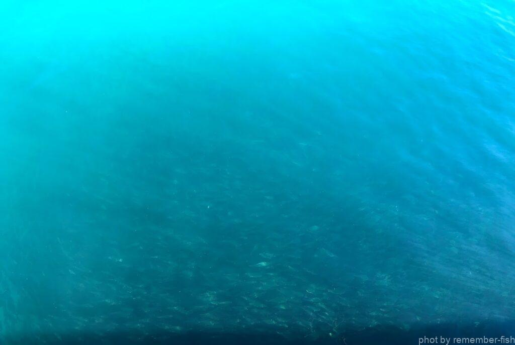 海