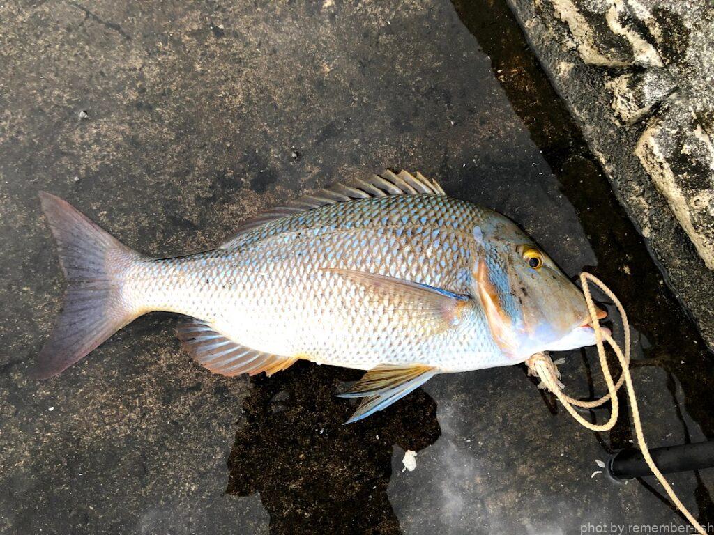 魚