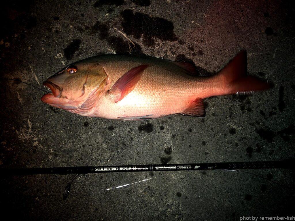 魚