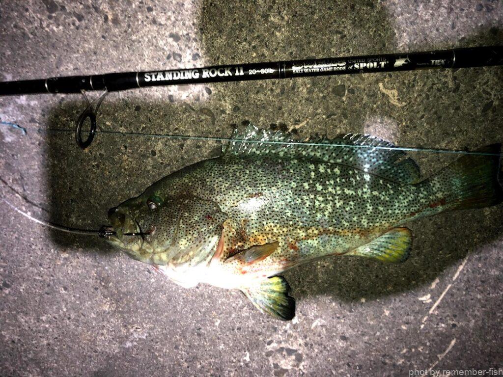 魚