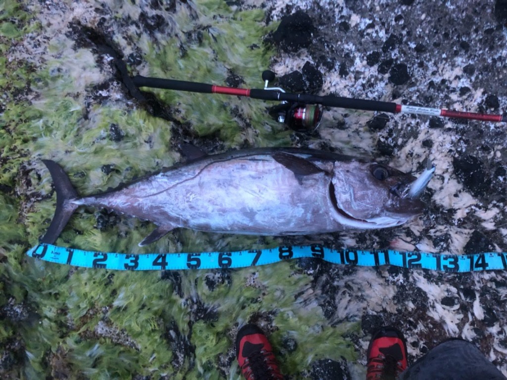 ハモニカ食いのイソマグロ